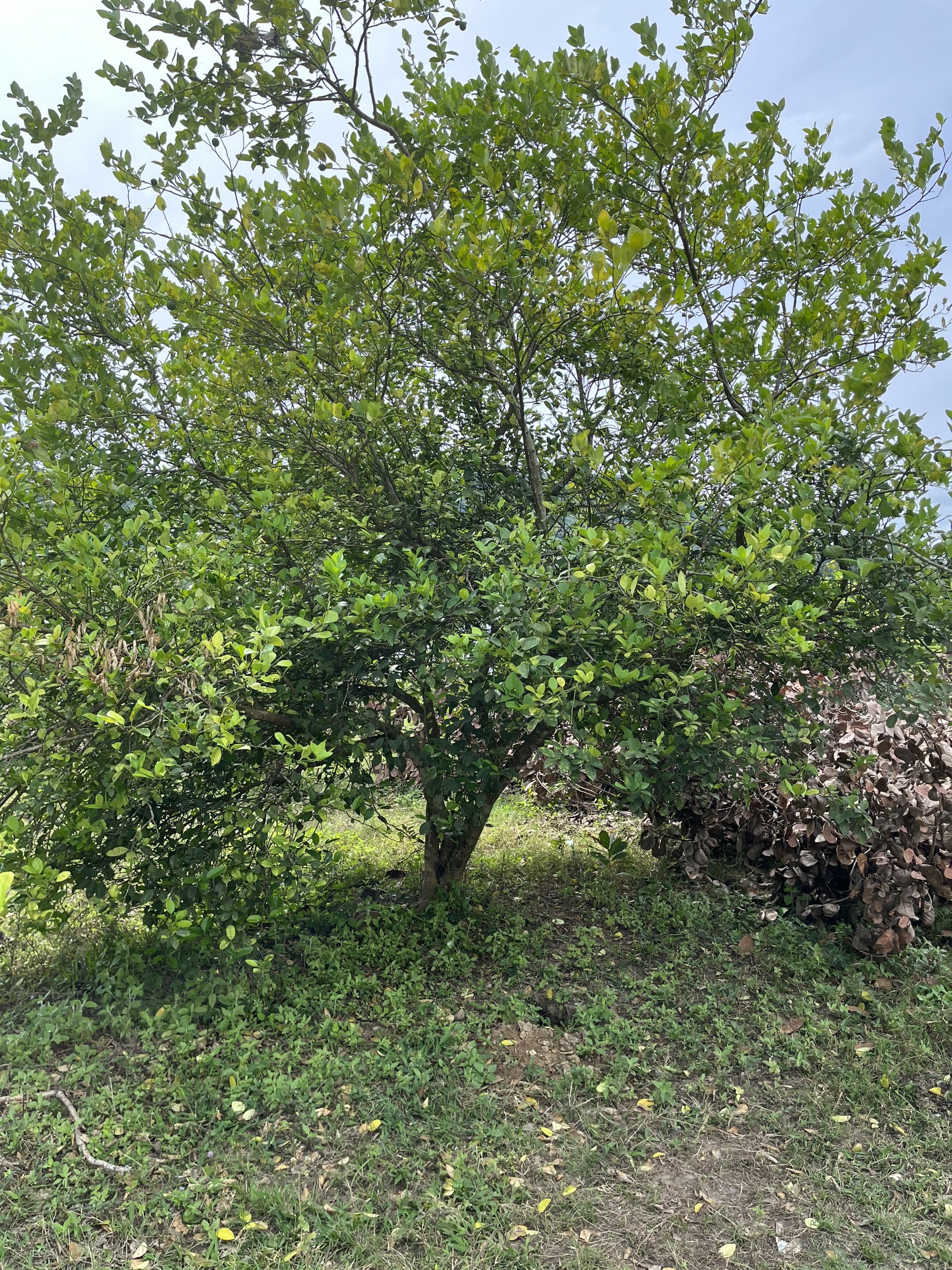 Bđs Khánh Phú - Khánh Vĩnh - Khánh Hoà. Gần KVN Sông Cầu giá F0