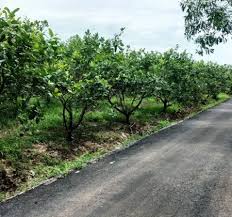 Bán miếng đất thổ cư ngay trường học 5x25m SHR xây dựng tự do, MT đường 6m