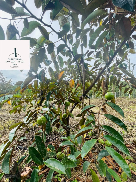 Bán vườn trái cây vú sữa, đường nhựa 6m, đã cho thu hoạch