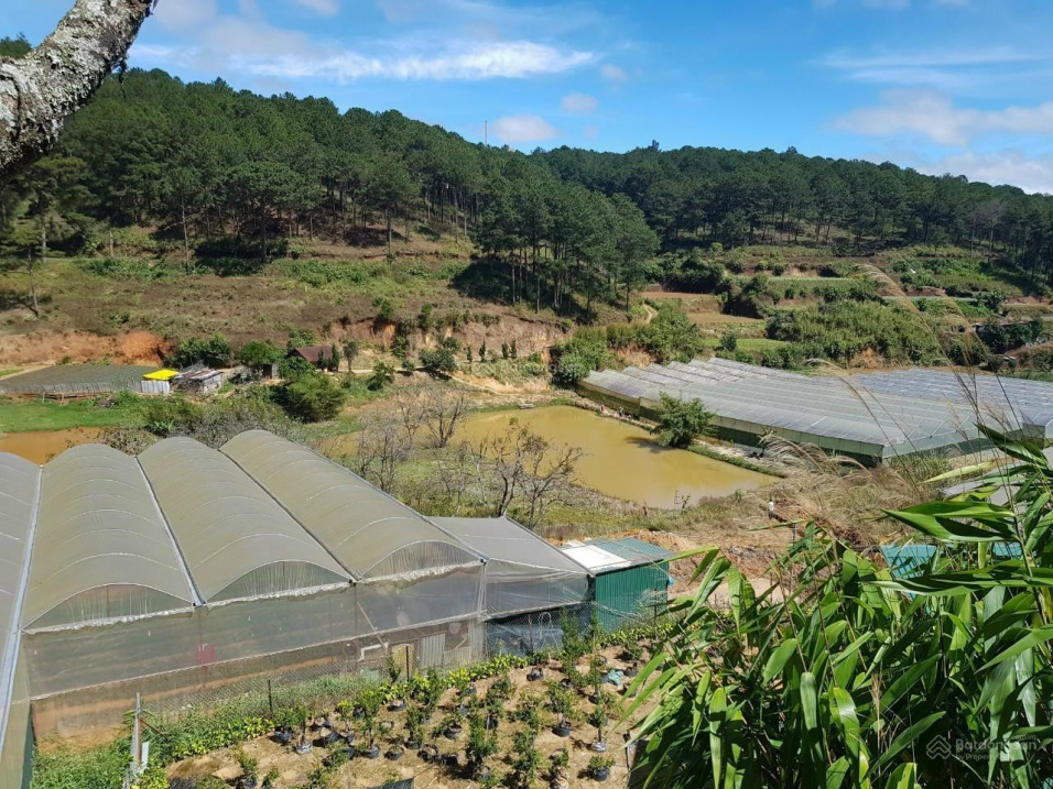 Cần bán gấp lô đất vườn đẹp tại Phường 4, TP Đà Lạt, Lâm Đồng