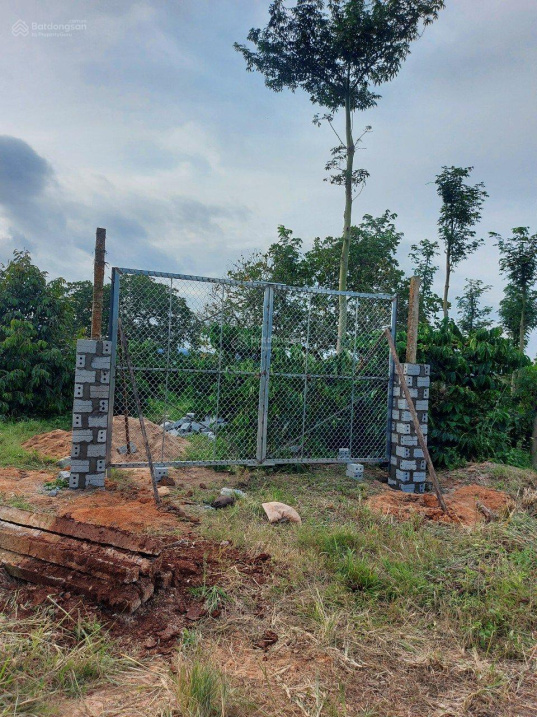 Chính chủ cần bán 3ha vườn sầu riêng giá rẻ nhất khu vực Ea Hleo, tỉnh Đăk lăk