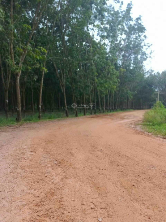 Chính chủ cần bán gấp đất Tân Biên DT 3.168m2 - giá 6,750 tỷ - SHR