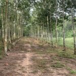 30000m2 - 1