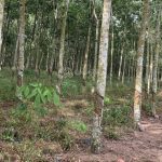  30000m2 - 3