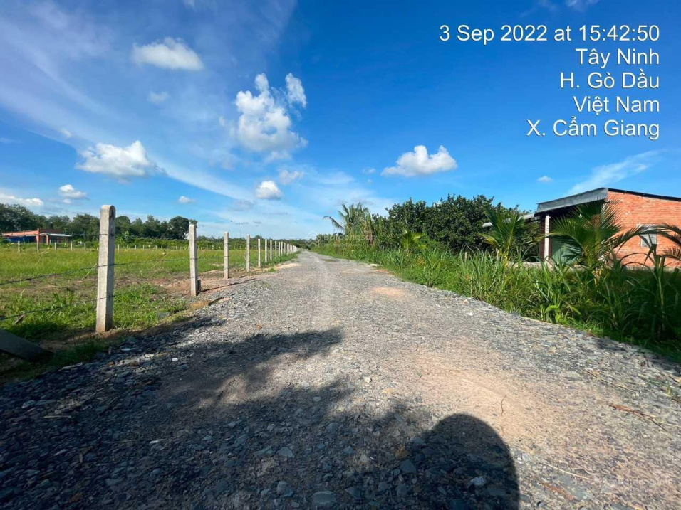 Đất nền Gò Dầu, Tây Ninh giá rẻ 5x30m 100% thổ cư. Shr. Giá 450tr