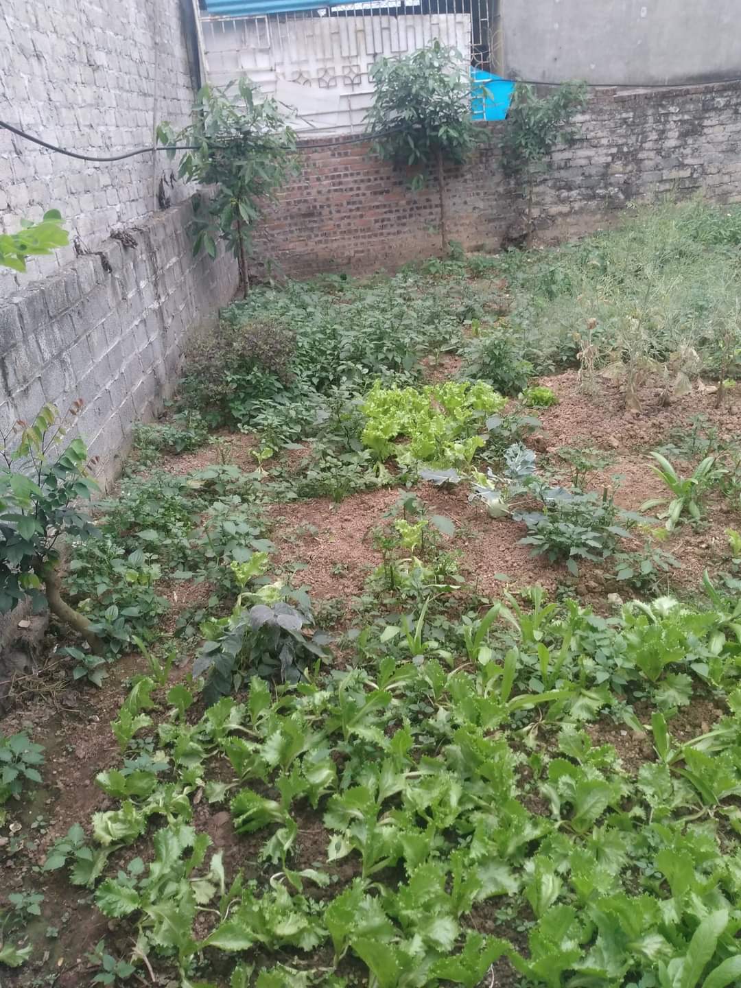 Bán đất tại TP Hòa Bình 110m2 giá 2.4 tỷ