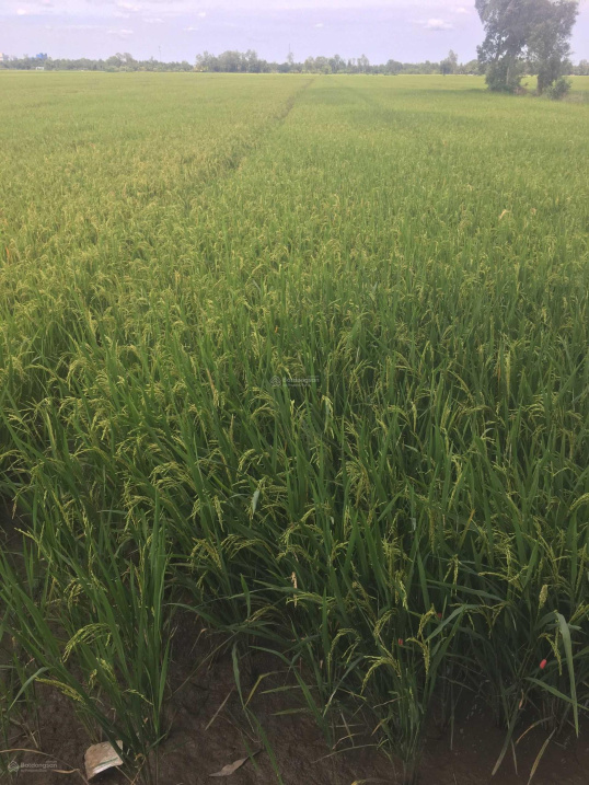 Khai xuân đầu năm bán nhanh đất 2 mặt tiền tại Vĩnh Long