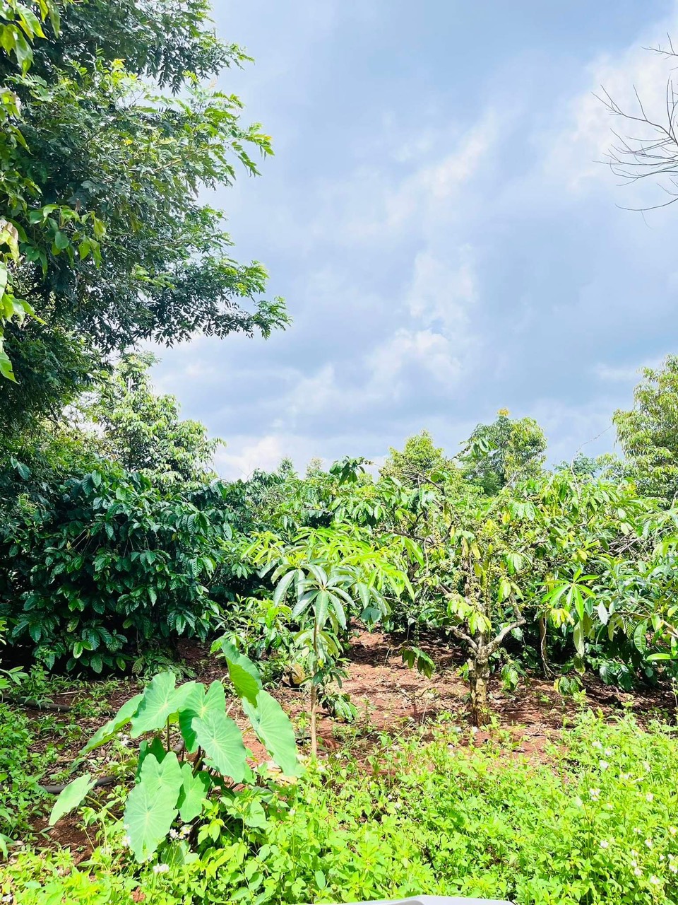 Chính chủ cần bán mảnh đất tại Ea Kao, Thành phố Buôn Ma Thuột, Đắk Lắk