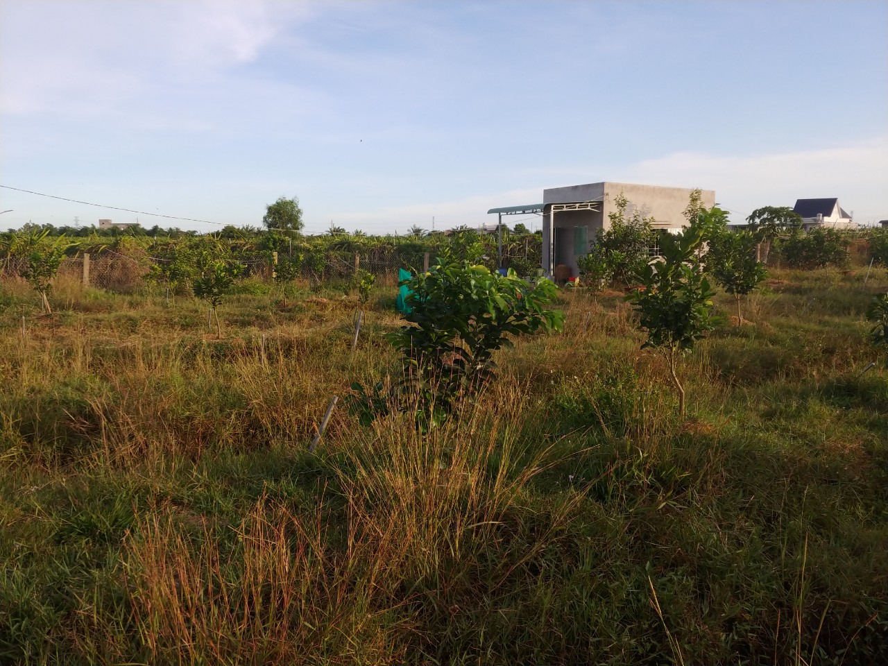 Bán Vườn bưởi 1850m Hàm Hiệp, Xã Hàm Hiệp, Huyện Hàm Thuận Bắc, Bình Thuận