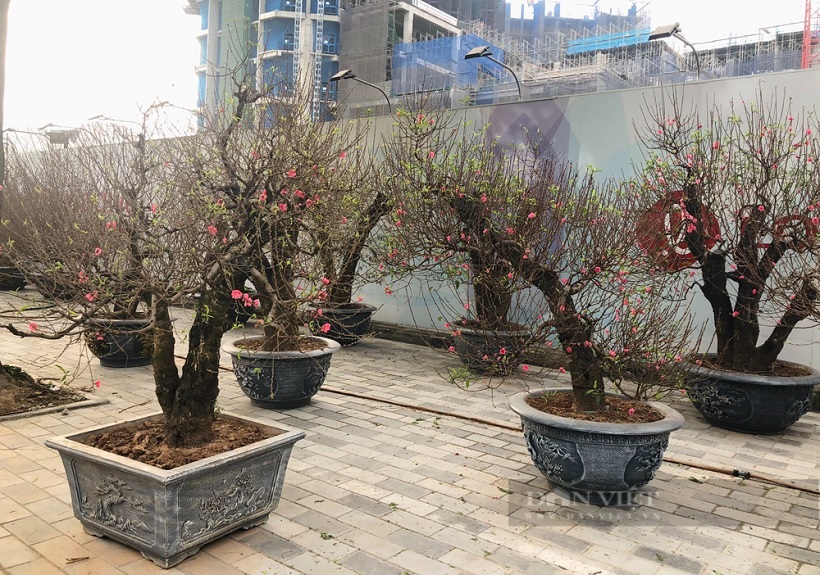 Bán lô đất biệt thự Tây Hồ, 252m2, lô góc 2 mặt tiền ở D5 Vườn Đào