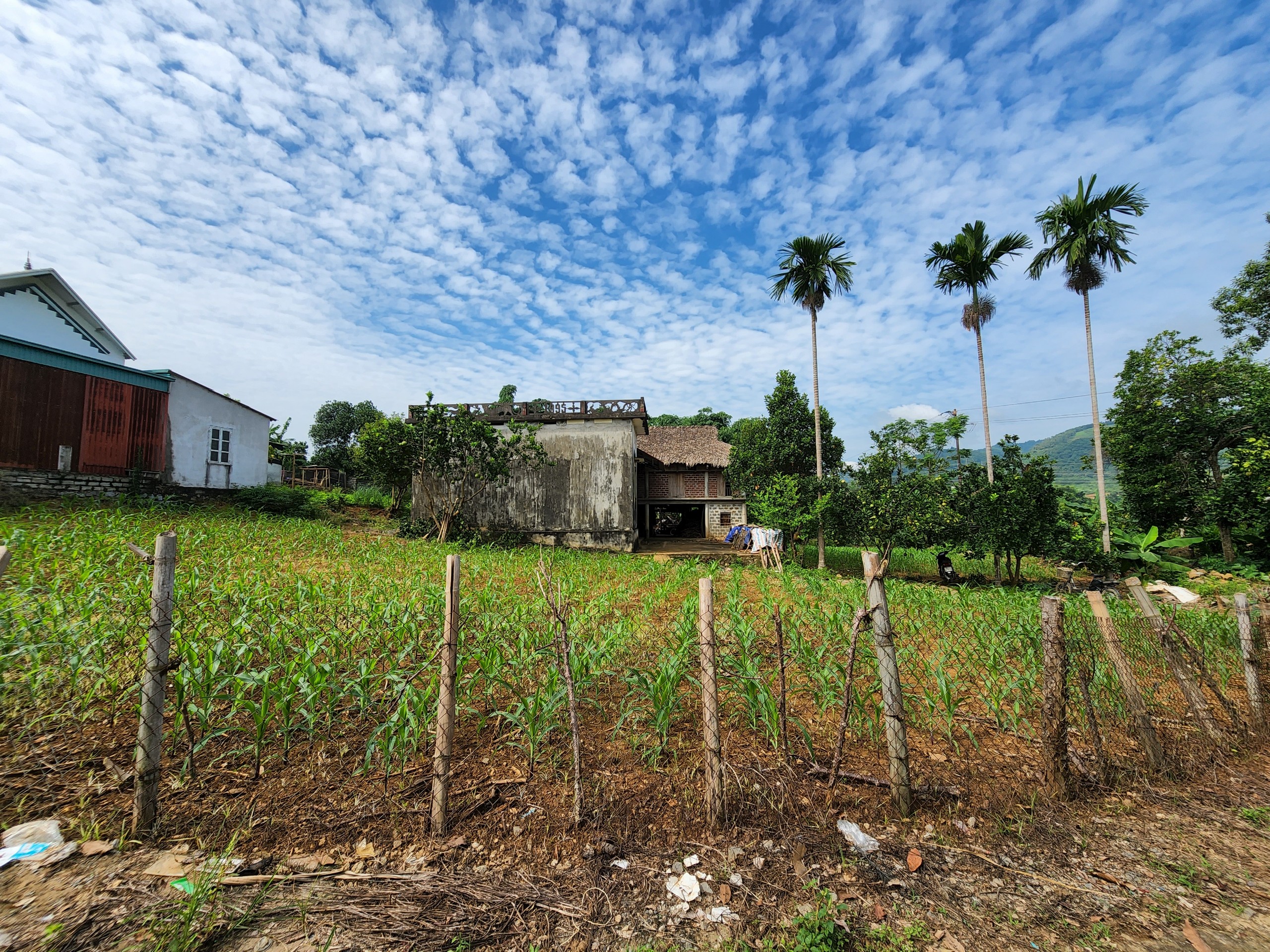 Bán gấp lô đất có sẵn nhà dt 1883m2 tại Phố Bằng, Tây Phong 1,x tỷ thương lượng Đã có sẵn nhà cấp 4, 1 nhà sàn .