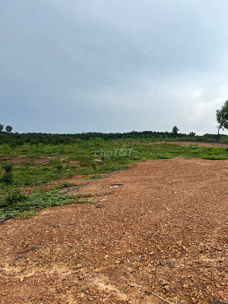 Bán 1.017m2 Đất – Túc Trưng, Định Quán, Đồng Nai, Thông Đường Nam Lộ 101 Và Ql 20