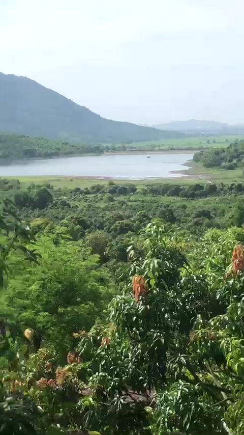 Vườn xoài 1,5ha Hồ Am Chúa-Diên Điền chỉ 1,5 tỷ