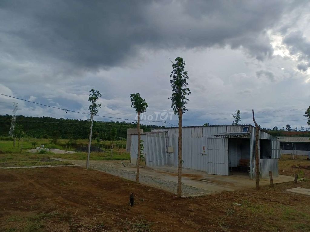 CHÍNH CHỦ BÁN TRANG TRẠI 8000M2 GIÁ TỐT NHẤT KHU VỰC TUY ĐỨC