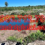  3619m2 - 1