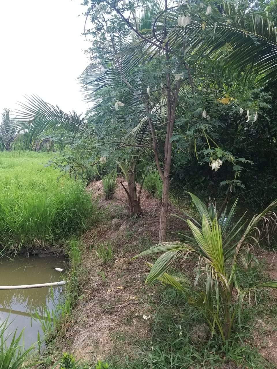 CHÍNH CHỦ CẦN BÁN NHANH LÔ ĐẤT Vị Trí Đắc Địa Tại Ấp Phú Hữu Đông, Xã Phú Thịnh, Huyện Tam Bình, Tỉnh Vĩnh Long