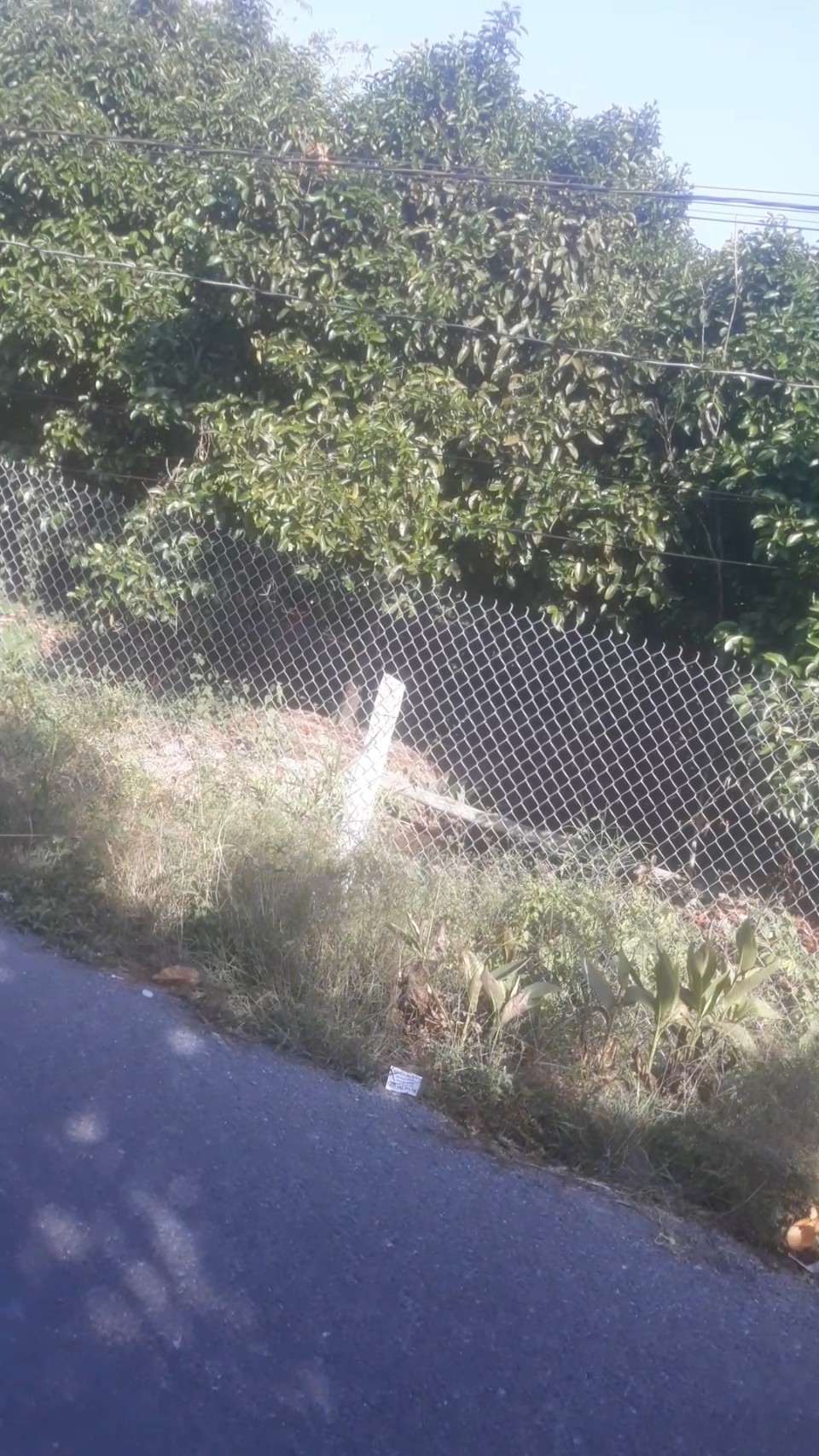 Chính chủ cần bán đất vườn có 53 cây măng cụt 30 năm tuổi đang cho trái