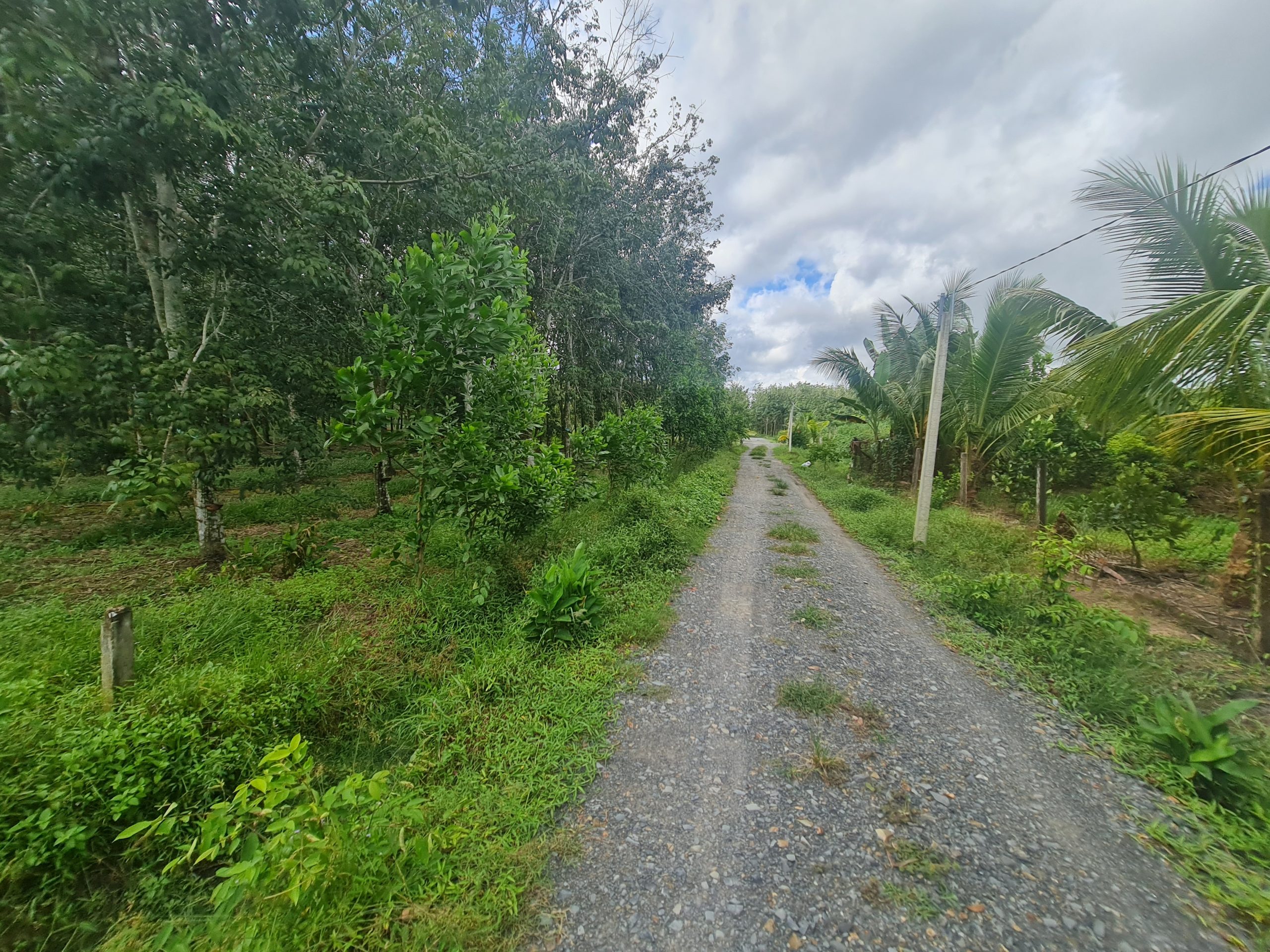 BÁN ĐẤT LÚA TÂY NINH, VỚI 48M NGANG, TẠI CÂY DA, HIỆP THẠNH, TÂY NINH