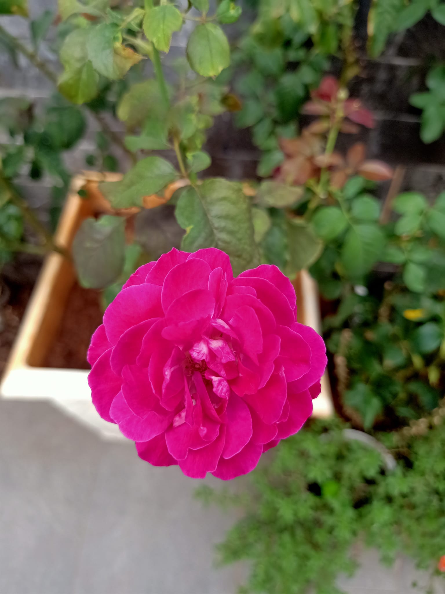 BIỆT THỰ HOA HỒNG TRUNG TÂM TÂN BÌNH -- KHU SÂN BAY TÂN SƠN NHẤT - ĐẲNG CẤP THƯỢNG LƯU - VỊ TRÍ ĐẮC ĐỊA-200M2