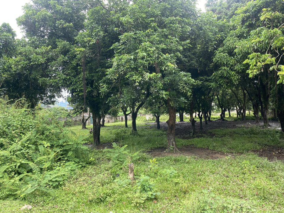 Bán đất đội 5 - xã Thanh Luông - huyện Điện Biên