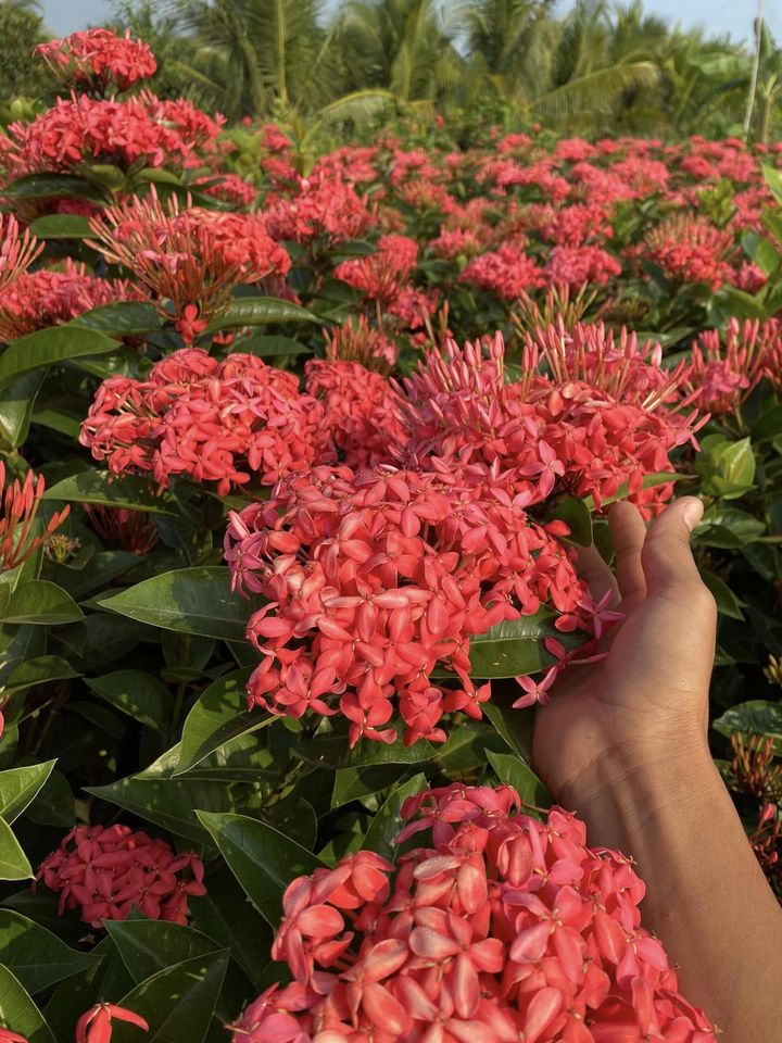 Bán gấp đất trang trại Phước Tân,Xuyên Mộc,Bà Rịa Vũng Tàu,Ngay tỉnh lộ 328,Giáp Hồ Tràm,cạnh suối,giá đầu tư