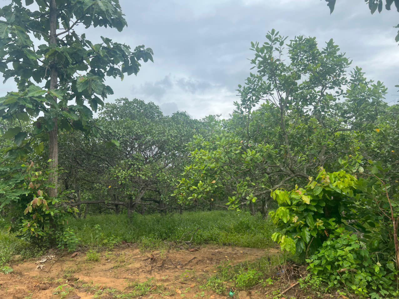 B.á.n đất hec rẻ nhất thôn 12, Tân Hoà, Buôn Đôn, DakLak