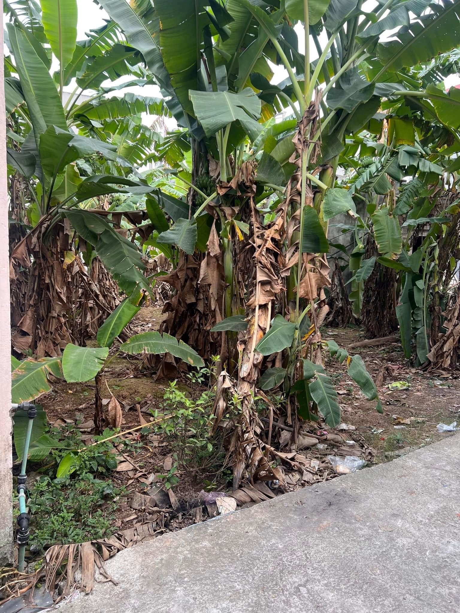 GẦN PHỐ - GẦN Ô TÔ - NGŨ HIỆP - 60M - MT 4M - 2.6 TỶ - THỬA ĐẤT ĐẸP