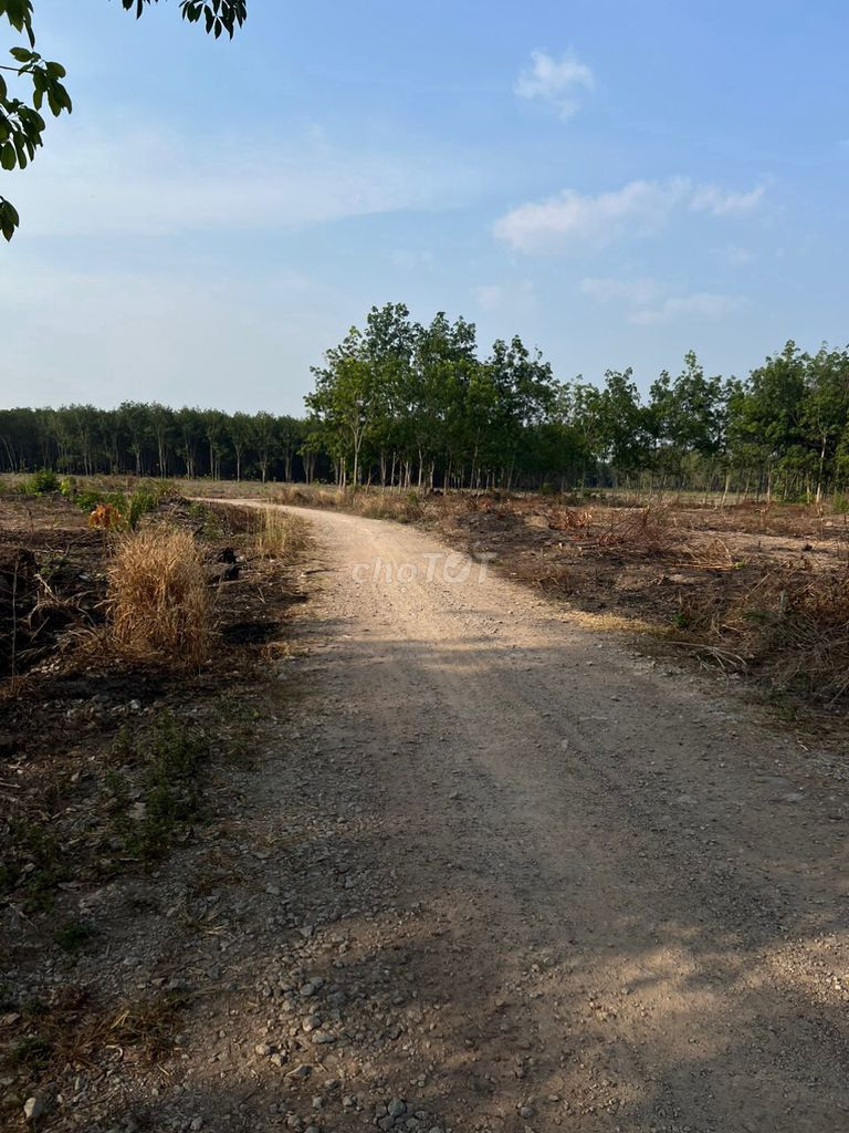 Cần Bán Lô Đất Trung Tâm huyện Đồng Phú , Bình Phước