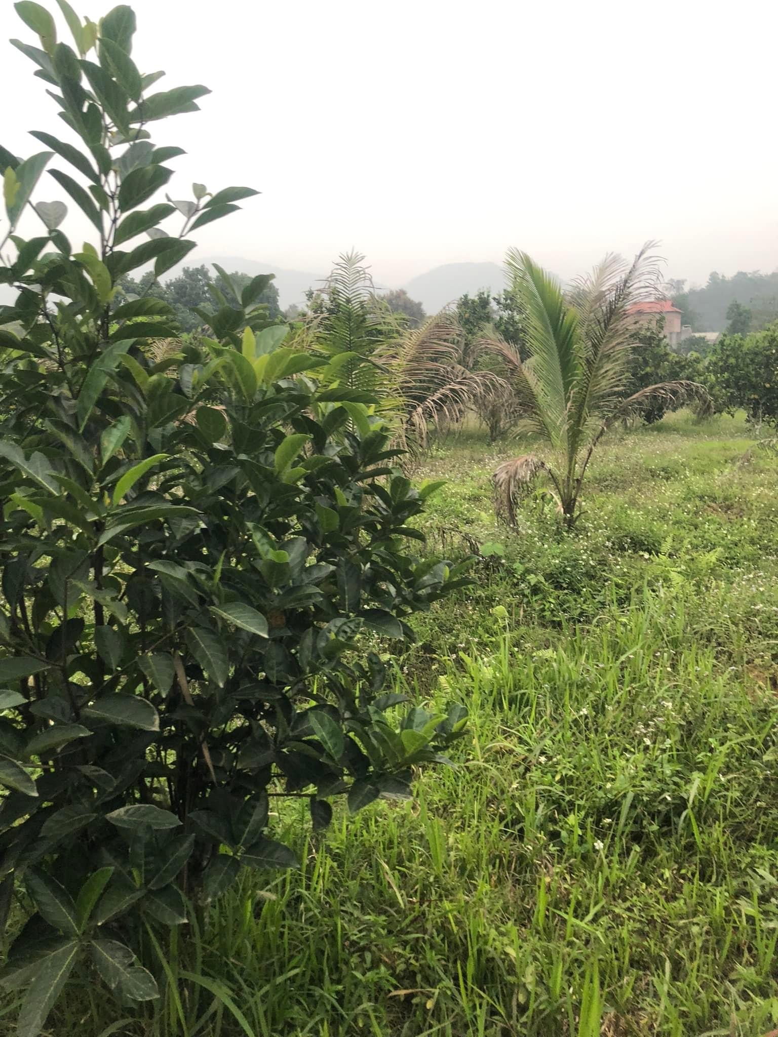 BÁN MẢNH ĐẤT CỰC ĐẸP MÀ GIÁ CỰC GIẺ PHÙ HỢP NHÀ VƯỜN NGHỈ DƯỠNG HOMESTAY KHÔNG KHÍ TRONG SẠCH YÊN TĨNH