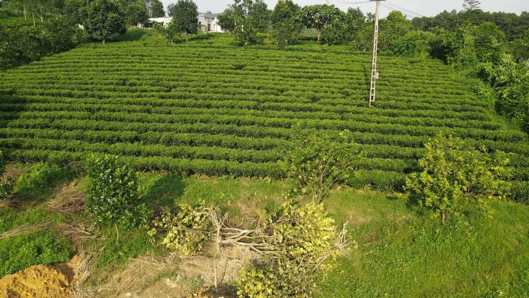 ♥️♥️♥️BÁN MẢNH ĐẤT TẠI TÂN THÀNH LƯƠNG SƠN HÒA BÌNH SIÊU ĐẸP 1718M, GIÁ 3.5TỶ PHÙ HỢP LÀM BIỆT THỰ NHÀ VƯỜN♥️♥️♥️ LIÊN HỆ : 0388483338☎️