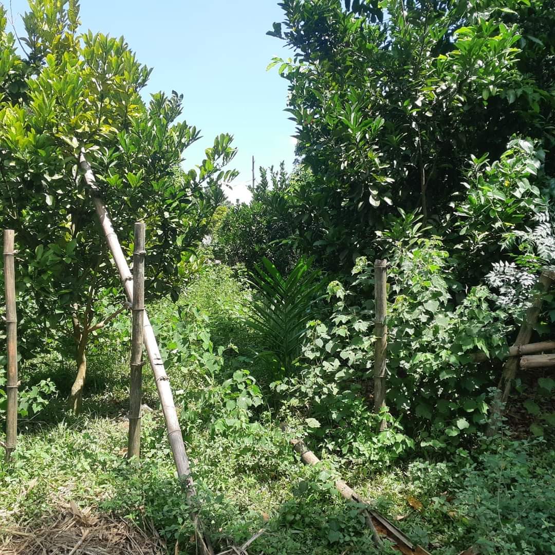 ❤️BÁN LÔ ĐẤT 323M, TẠI CHÍ ĐẠO LẠC SƠN HÒA BÌNH. BÁM MẶT ĐƯỜNG 11M, GIÁ CHỈ 390TR❤️