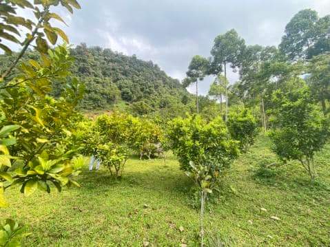 .BÁN MẢNH ĐẤT TẠI ĐÀ BẮC SIÊU TIỀM NĂNG, SIÊU VÍP, SIÊU HẠT RẺ, THÍCH HỢP LÀM NHÀ VƯỜN, NGHỈ DƯỠNG, RESORT, HOMESTAY DIỆN TÍCH 1500 M