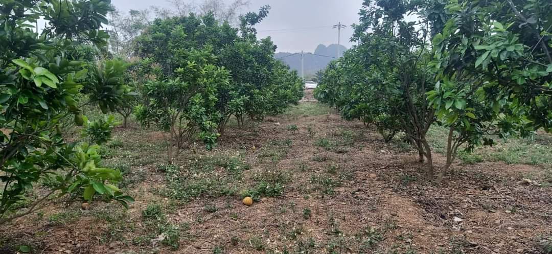 BÁN MẢNH ĐẤT TẠI LẠC THỦY, HOÀ BÌNH. SIÊU TIỀM NĂNG, SIÊU VÍP, SIÊU HẠT RẺ, THÍCH HỢP LÀM NHÀ VƯỜN, BIỆT THỰ NGHỈ DƯỠNG