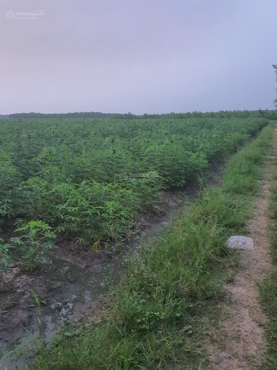 Chính chủ cần bán lô đất LUK. Đường đất xe oto tới đất ở Huyện Châu Thành, Tỉnh Tây Ninh