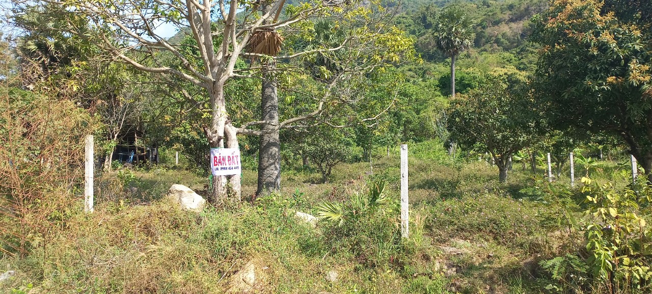 Chính Chủ Cần Bán Đất Mặt Tiền An Hảo, Tịnh Biên, An Giang.