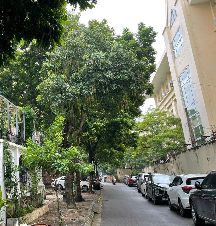 BÁN BIỆT THỰ TRẦN BÌNH, CẦU GIẤY, 105M2, 23.8 TỶ