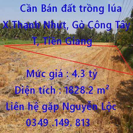 Cần Bán đất trồng lúa - mặt tiền đường tỉnh DT12 Xã Thạnh Nhựt, Gò Công Tây, Tiền Giang