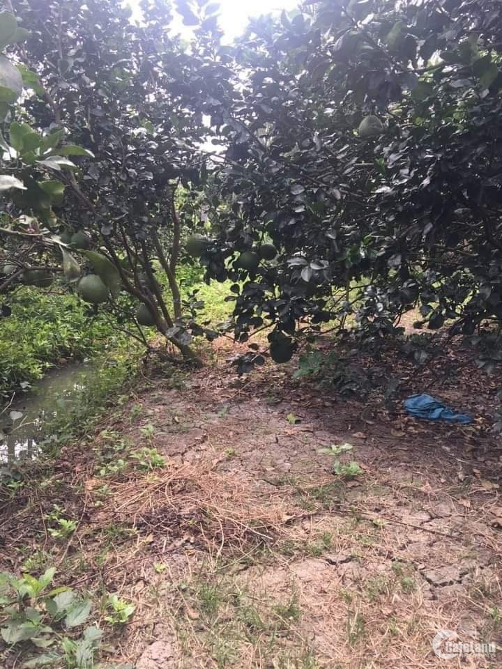 CHÍNH CHỦ CẦN VỐN BÁN GẤP LÔ ĐẤT TRỒNG CÂY TẠI XÃ ĐÔNG THÀNH -THỊ XÃ BÌNH MINH- TỈNH VĨNH LONG