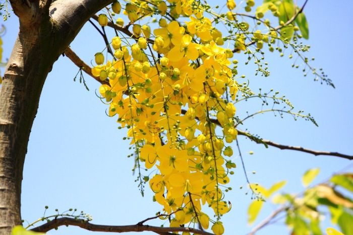 Cho thuê nhà mặt tiền gần ngã 5 Hoàng Diệu, Phan Châu Trinh