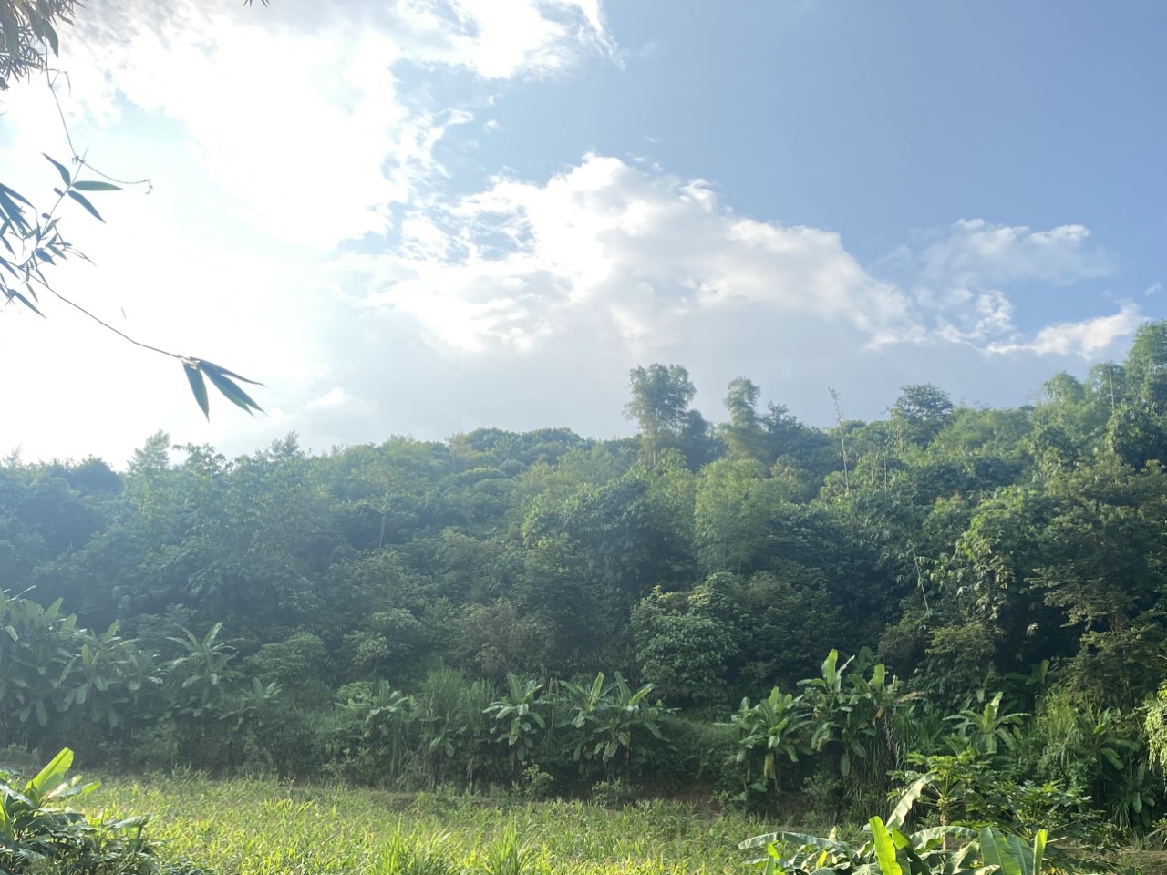 Gia đình có mảnh đất rừng không chămm sóc được cần bán 1,3ha rsx Dũng Phong, Cao Phong, Hòa Bình quá rẻ chỉ 30k/m đất Chất đất tốt, nguồn nước dồi dào