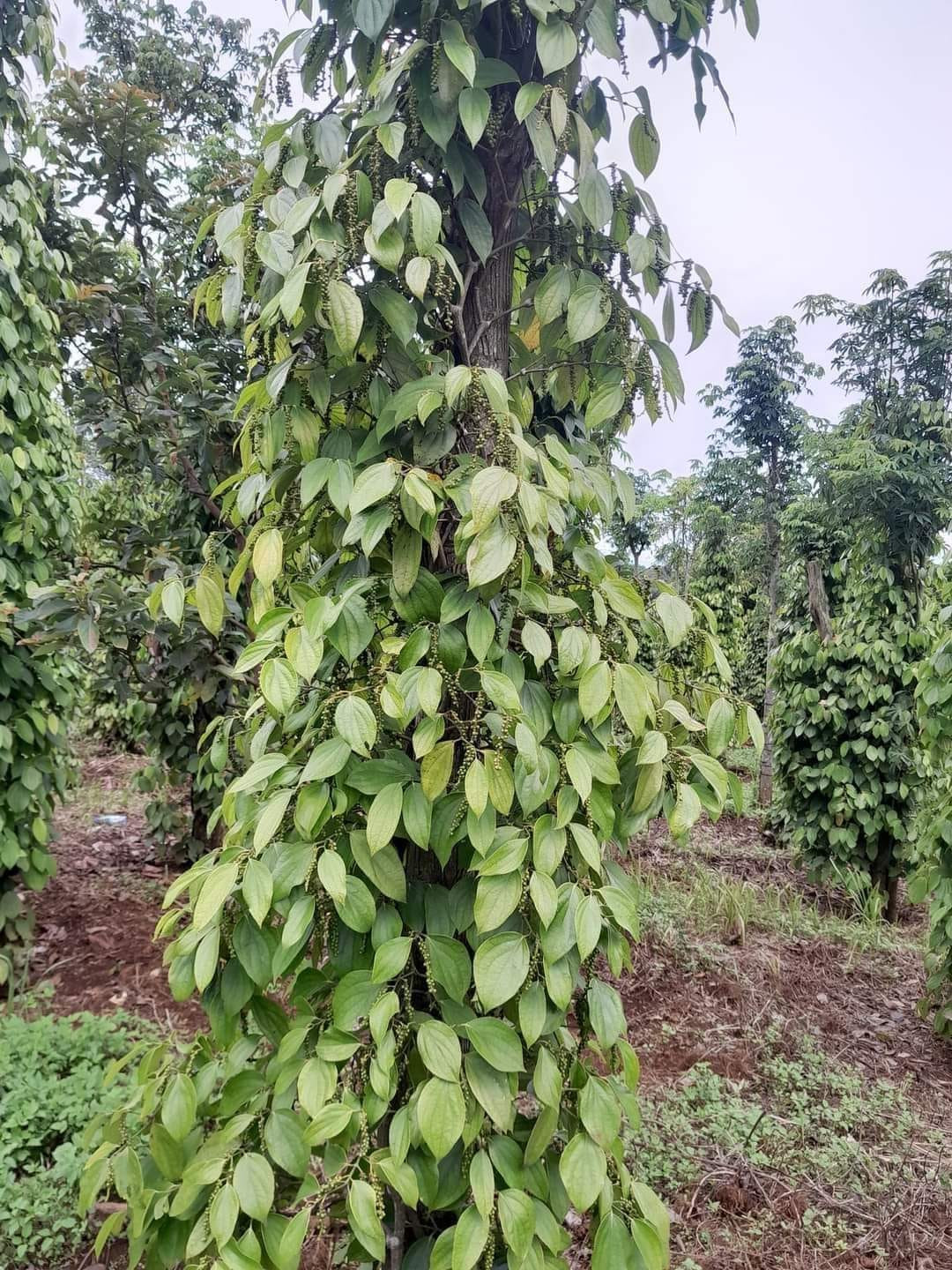 Chính chủ cần bán đất tại Thôn 4, Đăk RMăng, Đăk Glong, Đăk Nông