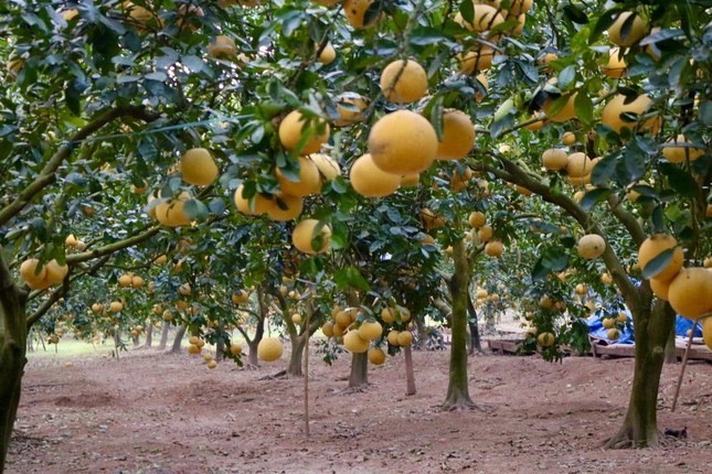 Chính chủ cần bán đất vườn tại Xã Thượng Mỗ, Đan Phượng, Hà Nội