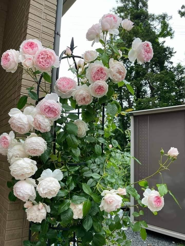 Siêu phẩm Trích Sài, Tây Hồ, thang máy, gần hồ, đẹp hiện đại, đẳng cấp thượng lưu, 58m, 6T, Mt 4.6m, 6.15 tỷ (0916821288)