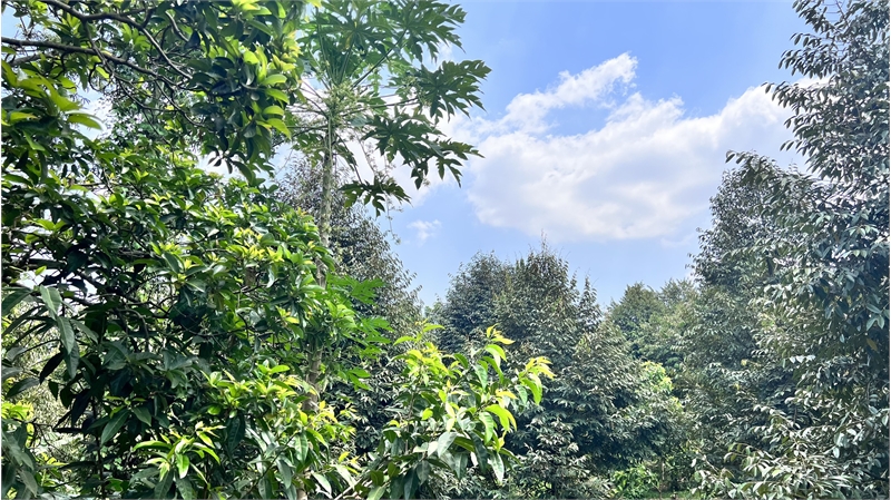 Cần bán 5000m2 vườn ăn trái, kinh doanh cho thuê lại hoặc nghỉ dưỡng