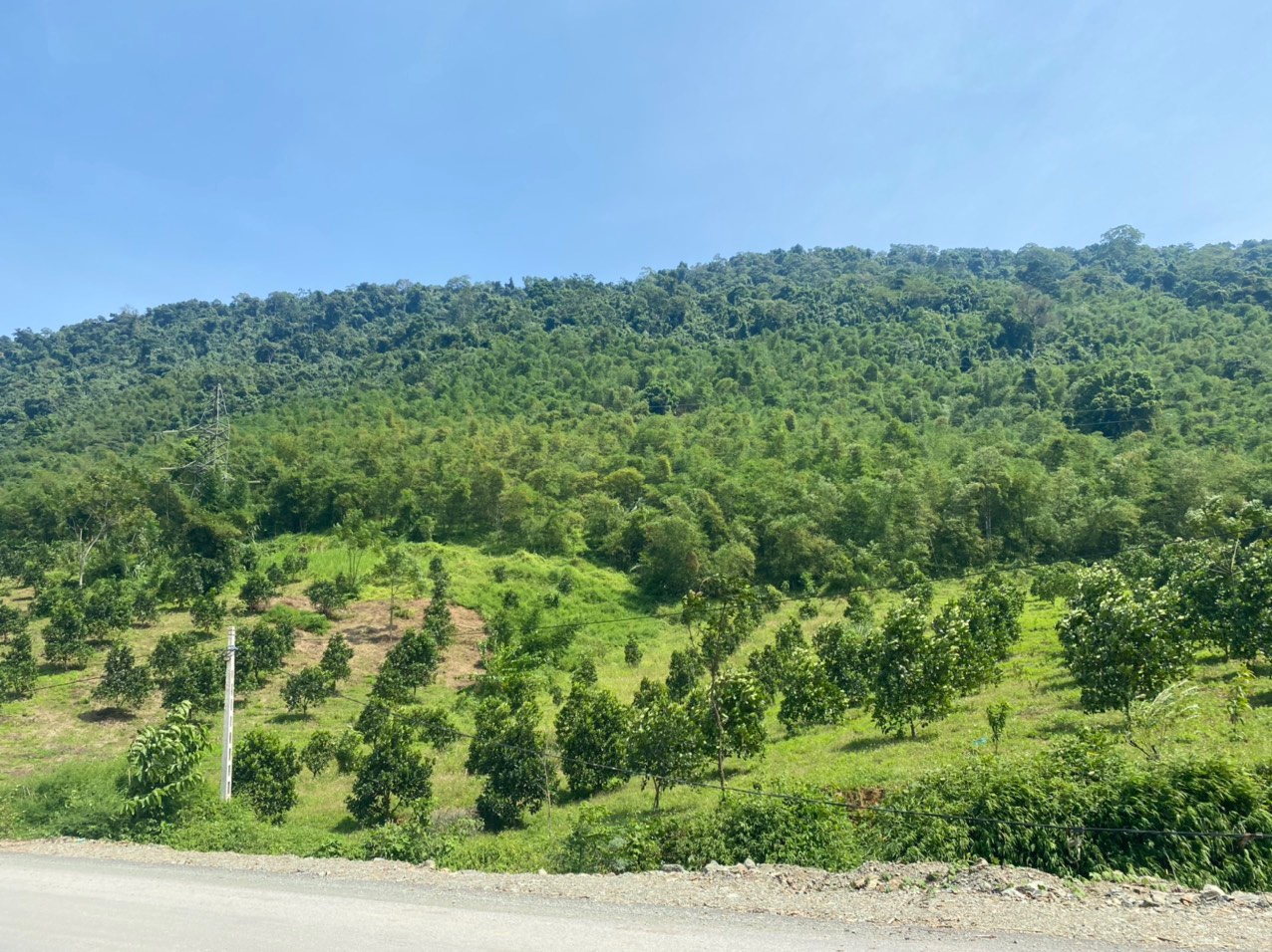 36tr.ha. Tổng 450ha, đất RSX, bám đường quốc lộ 120mthế đất đẹp. Bá Thước, Thanh Hóa