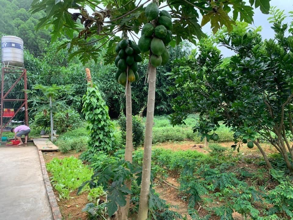 Bán đất Trần Bình Trọng, Thị Trấn Ba Sao, Kim Bảng sổ đỏ giá chỉ 35tr/m2