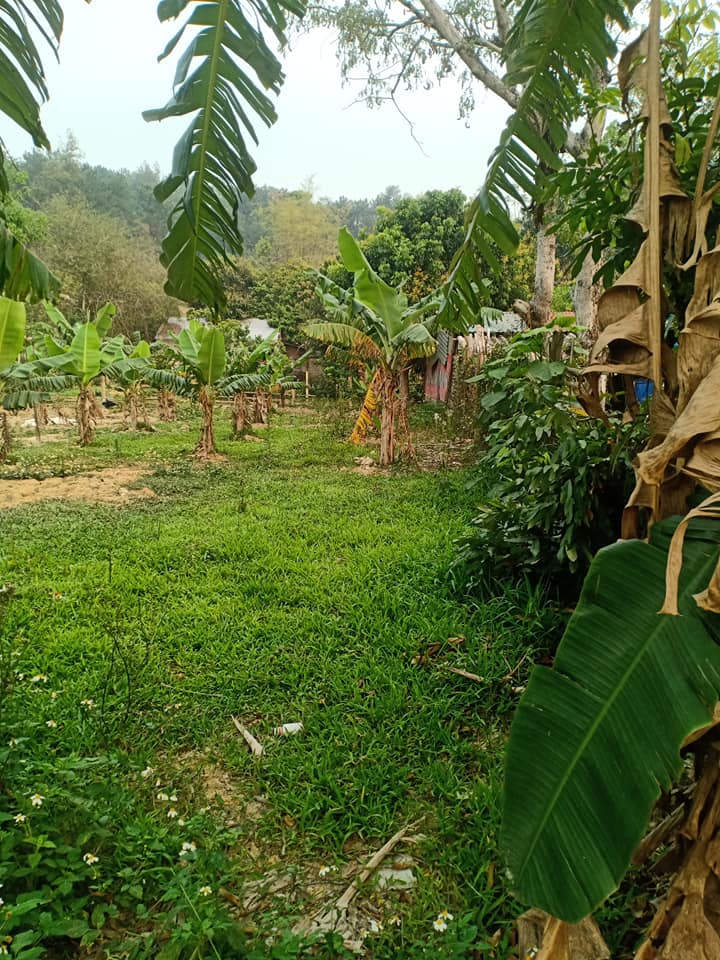 Bán đất ở tại bản Na Pung phường Thanh Trường