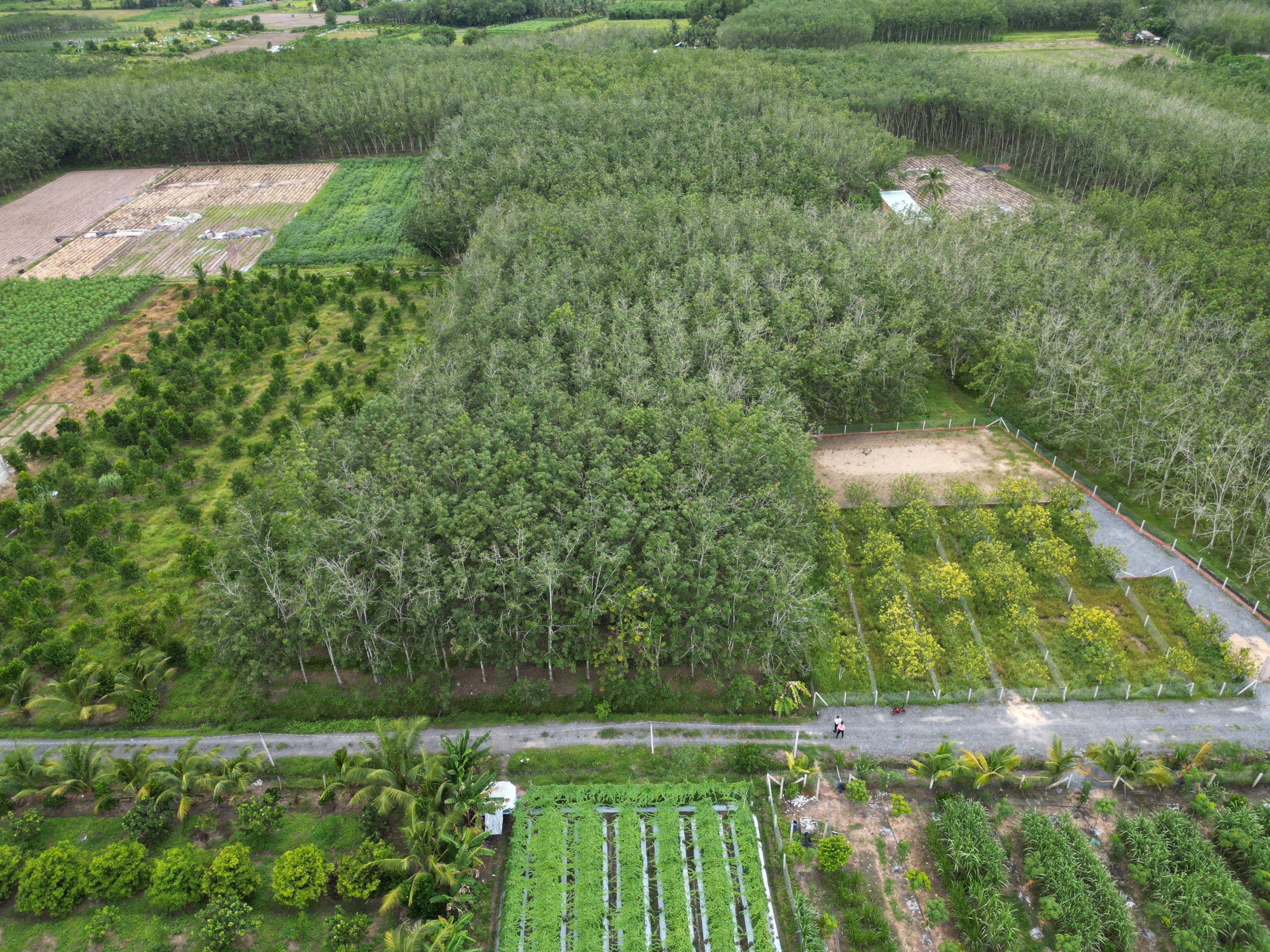 BÁN ĐẤT TẠI CÂY DA, HIỆP THẠNH, GÒ DẦU, TÂY NINH