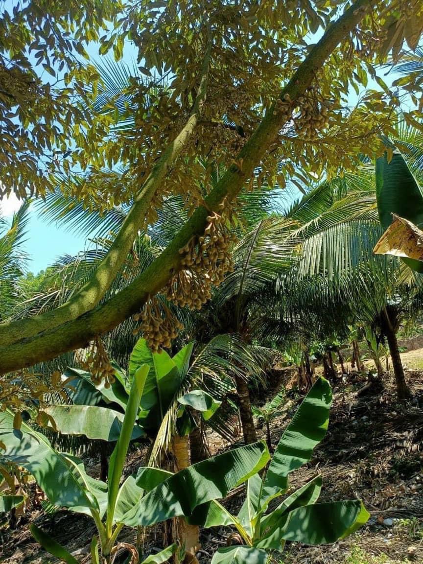 Vườn sầu riêng gần Hồ Cây Sung, Diên Tân - Diên Khánh siêu đẹp chỉ 1,5 tỷ.