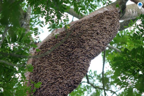 Đặc tính của loài ong ruồi ong-ruoi-lam-to-trong-nha-tot-hay-xau-dac-diem